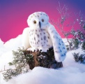 Owl, Snowy Puppet - Folkmanis (2236)