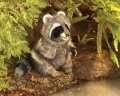 Raccoon Puppet - Folkmanis (3075)